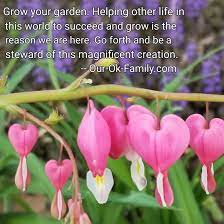 Our Bleeding Heart Plant Has Bloomed Raspberry Cheesecake Recipe Chocolate Raspberry Cheesecake Vanilla Pudding Recipes
