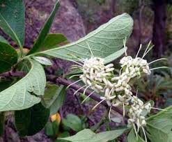 Image result for Toddaliopsis