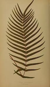 Image result for Pteris friesii