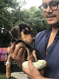 Treat 100 injured Indian street dogs