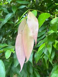 Image result for Cleistanthus