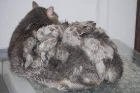 Mushroom Cats National Cat Groomers Institute