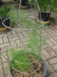 Image result for Asparagus migeodii