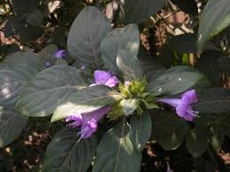 Image result for Barleria setosa