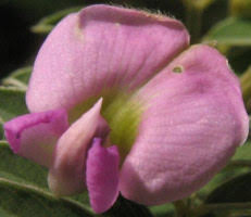 Image result for Tephrosia reptans