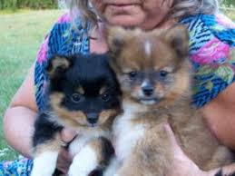 Puppyfinder.com is your source for finding an ideal puppy for sale in michigan, usa area. Pomeranian Puppies In Michigan