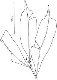 Image result for Lomariopsis hederacea