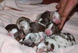 My husband and i researched the breeds we were interested in, and felt that the mini australian shepherd would be a good fit with our active family. Newborn Australian Shepherds Red Merles And Red Tris Newborn Puppies Kittens And Puppies Puppies