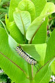 Urban Monarch Conservation Milkweed Plant Monarch Caterpillar Monarch