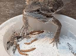 Best Worms For Baby Bearded Dragons To Eat Or Not To Eat