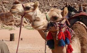 While we woke up our army, asleep with the sleep of exhaustion beside their loaded camels. Wadi Rum Camel Rides 1 Hr 2 Hr 4 Hr Full Day Real Bedouin Experience Tours Camp