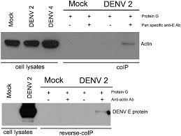 Educatieve applicatie op dengue en aedes aegypti ontwikkeld in ufms en uepg. Actin Interacts With Dengue Virus 2 And 4 Envelope Proteins