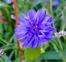 korenbloem met echt blauwe bloemen in 2020 buiten bloemen blauwe bloemen bloemen