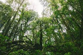 Check spelling or type a new query. Selangor Govt To Replace 1 177ha Of Land If Kuala Langat Forest Reserve Degazetted Selangor Journal