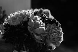 So in this article we are showcasing examples of black and white nature photography. 10 Ideas For Photographing Nature In Your Backyard