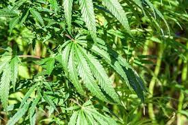 Da hat wohl einer einen marihuanabaum. Cannabis Pflanzen Wachstum Anlegen Saen Ernten