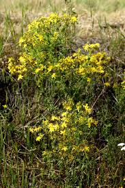 Image result for Hypericum peplidifolium