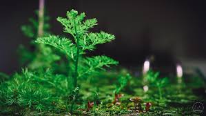 Image result for Ceratopteris thalictroides