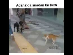 Cat Vs Dog Youtube