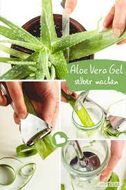 Auf der suche nach regionaleren produkten liegt es nahe, selber pflanzen zu ziehen und sie für alles mögliche zu nutzen. Aloe Vera Gel Einfach Und Kostenlos Selbst Herstellen