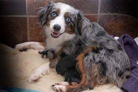 The australian shepherd comes in three sizes, standard, toy, and miniature. Tiny Toy Aussie Pups For Sale Rl Valley Ranch Aussies