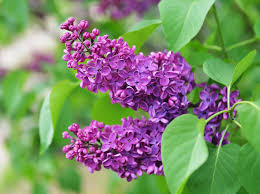 Nasce spontanea nel bacino mediterraneo (spagna, grecia, asia occidentale e nord africa).predilige terreni rocciosi e costieri, fiorisce in primavera e ha foglie piccole e carnose. Piante E Fiori Di Maggio Quali Fioriscono E Quali Coltivare Garden Center Primula Gialla