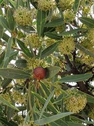 Image result for Boscia salicifolia