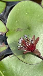 Image result for Cabombaceae