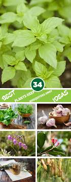 When you put a plant in your yard that mosquitoes don't like, you are going to here is a short list: 34 Plants That Repel Mosquitoes To Replace Insecticides Interiorsherpa