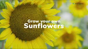 How to buy sunflower seeds in bulk. How To Grow Sunflowers Love The Garden