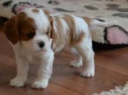 Prima di cedere allo sconforto, è giusto riflettere su alcune caratteristiche ed esigenze della razza. Regalo Cavalier King Da Privato A Forli Cesena Cuccioli Di Cavalier King Disponibile Per L Adozione Statura Molto Piccola I Cuccioli Hanno Circa