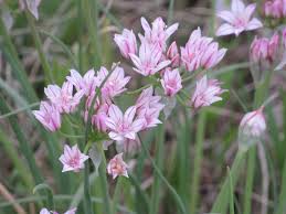 Image result for Vepris drummondii