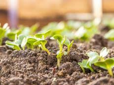 We tend to get obsessed with things. Growing Chrysanthemum From Seeds Hgtv
