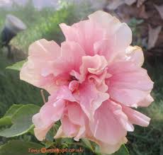 Do you have the solution? Plants In Egypt Plants In May Part 2 Hibiscus Flowers Hibiscus Plant Hibiscus