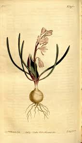 Image result for Dipcadi longifolium