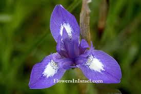 Image result for Moraea niassensis