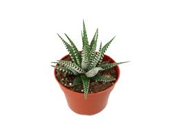 Image result for Hedbergia