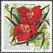 Image result for Triceratorhynchus viridiflorus