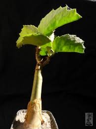 Image result for Cyphostemma quinatum