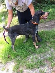 Black And Tan Coonhound Puppies For Sale In Pa Bluetick Coonhound Puppy For Sale In Littlestown Pa Adn 49422 On Puppyfinder Com Gender Male Age 1 Year 2 Month Coonhound Puppy Puppies For Sale Coonhound