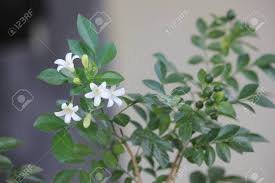 This beautiful shrub bears masses of creamy. White Murraya Paniculata Flower Leaves In A National Park In Stock Photo Picture And Royalty Free Image Image 153207338
