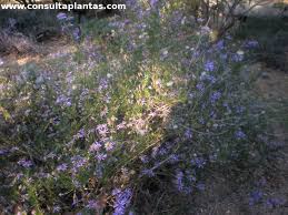 Image result for Felicia filifolia