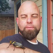 Taeniopoda eques, the western horse lubber grasshopper, is a relatively  large grasshopper species of the family Romaleidae found in the arid lower  Sonoran life zone of the southwestern United States and northern