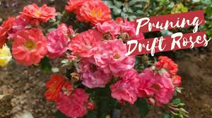 Red drift® has petite, red flowers that make a beautiful statement in any garden, especially when able to drape over a rock wall or edge. Pruning Drift Roses How I Trim These Ground Cover Roses Youtube