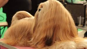 Some people have been fined for dyeing their dogs. Dog Fur Dye Read This Guide Before You Try For Expert Tips And Recs