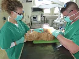 Soll ich meine hündin sterilisieren? Kastration Sterilisation Eine Aufklarung