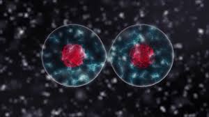 Check spelling or type a new query. 3 924 Animal Cell Stock Videos Royalty Free Animal Cell Footage Depositphotos