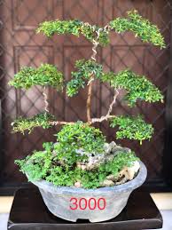 ¡descubra por qué www.floresbogota.net es la tienda de bonsai favorita en toda colombia! Bonsai For Sale Furniture Home Living Gardening Plants Seeds On Carousell