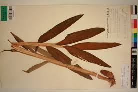 Image result for Aframomum alboviolaceum