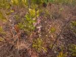Image result for Ochna leptoclada